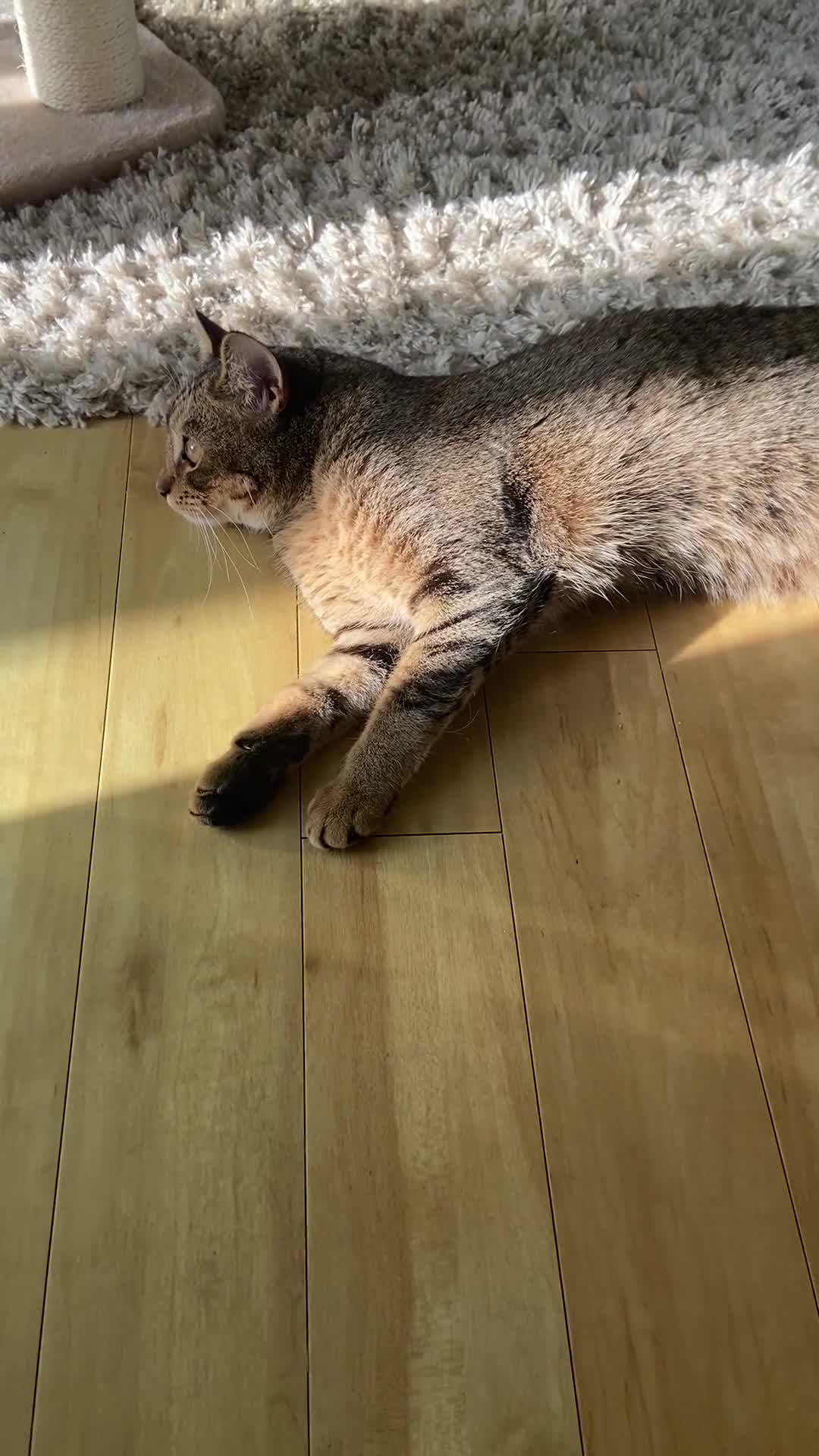 Mixed Breed cats for sale: Persian mix 9 month old kitten 💙 - Video 3