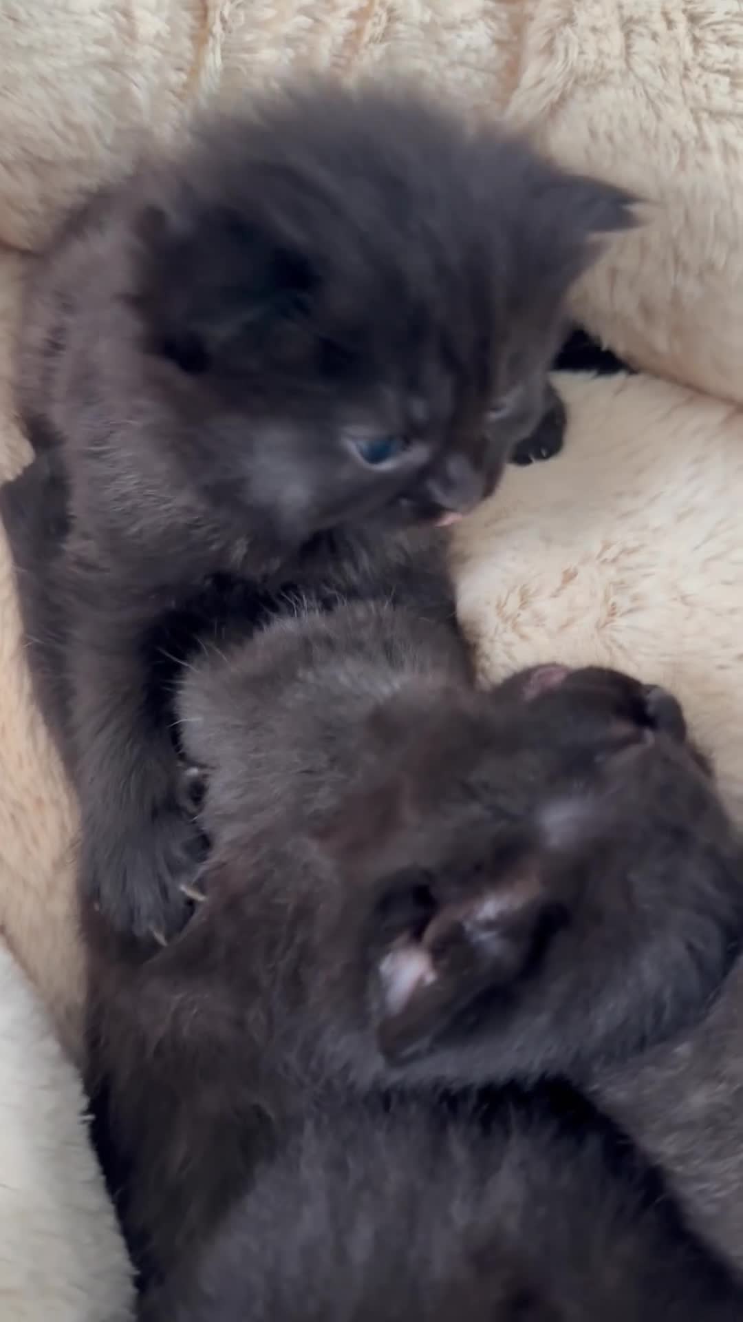 British Shorthair cats for sale: 🐾Beautiful Black British Shorthair Cross Kittens in Letchworth Garden City - Video 2