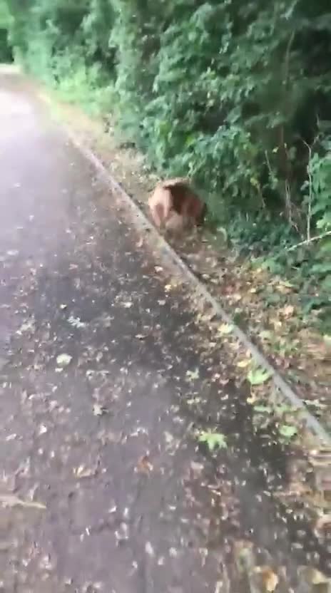 Olde English Bulldogge dogs for sale: Beautiful OE Bulldog needing a new home - Video 1