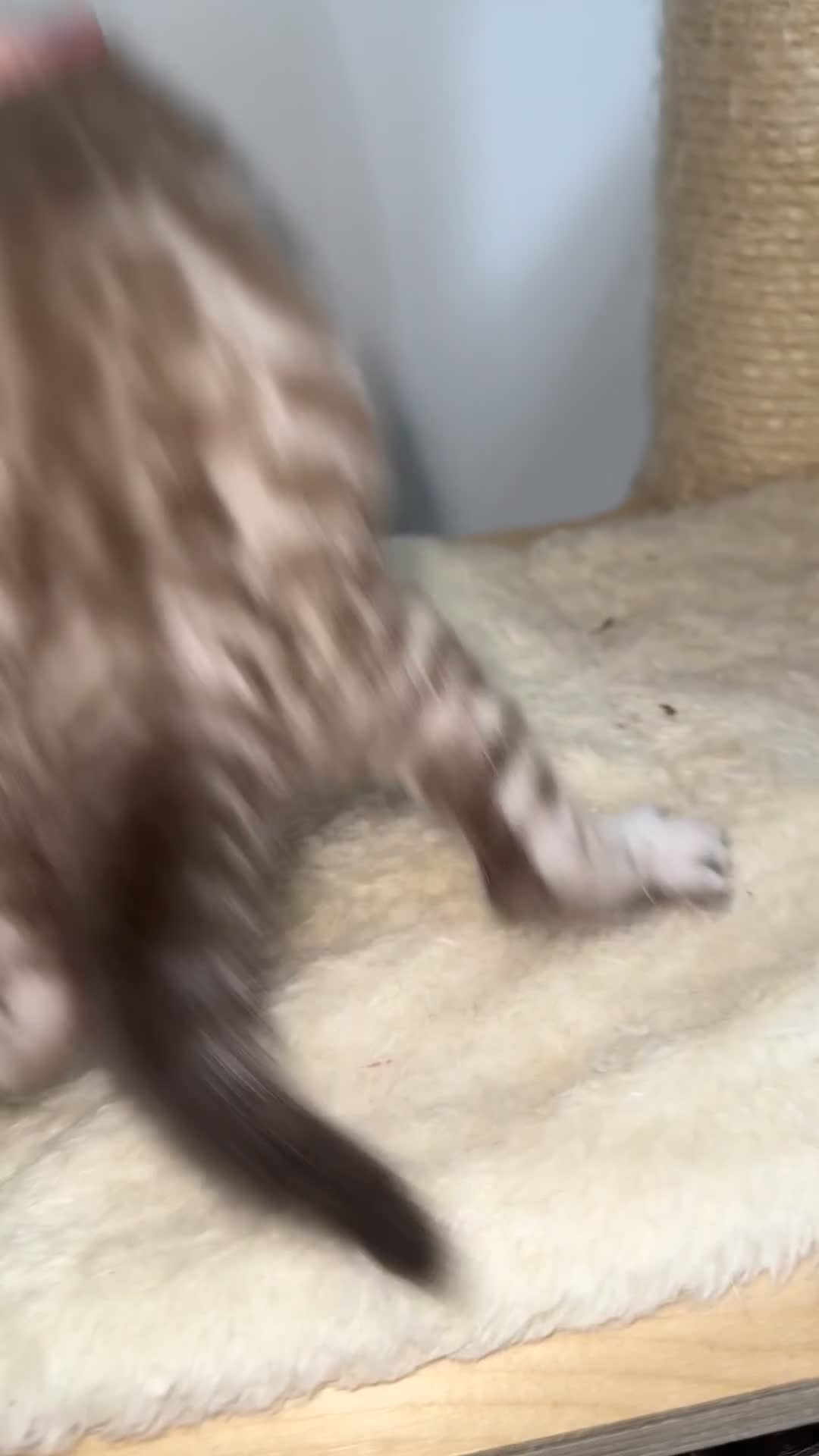 Bengal cats for sale: 🏆OUTSTANDING SHOW WINNING BENGALS KITTENS🔥 - Video 3