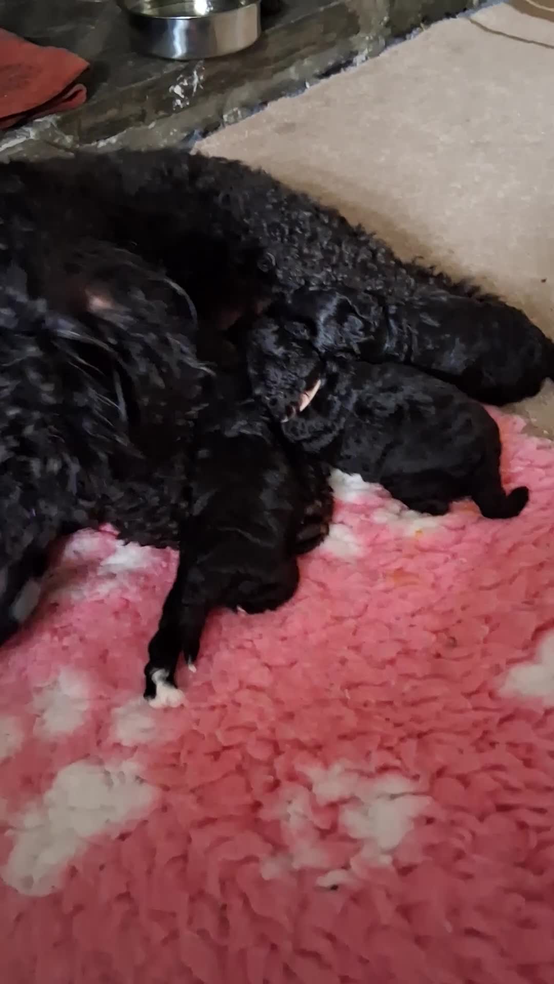 Toy Poodle dogs for sale: Gorgeous Toy Poodle Pups - Video 2