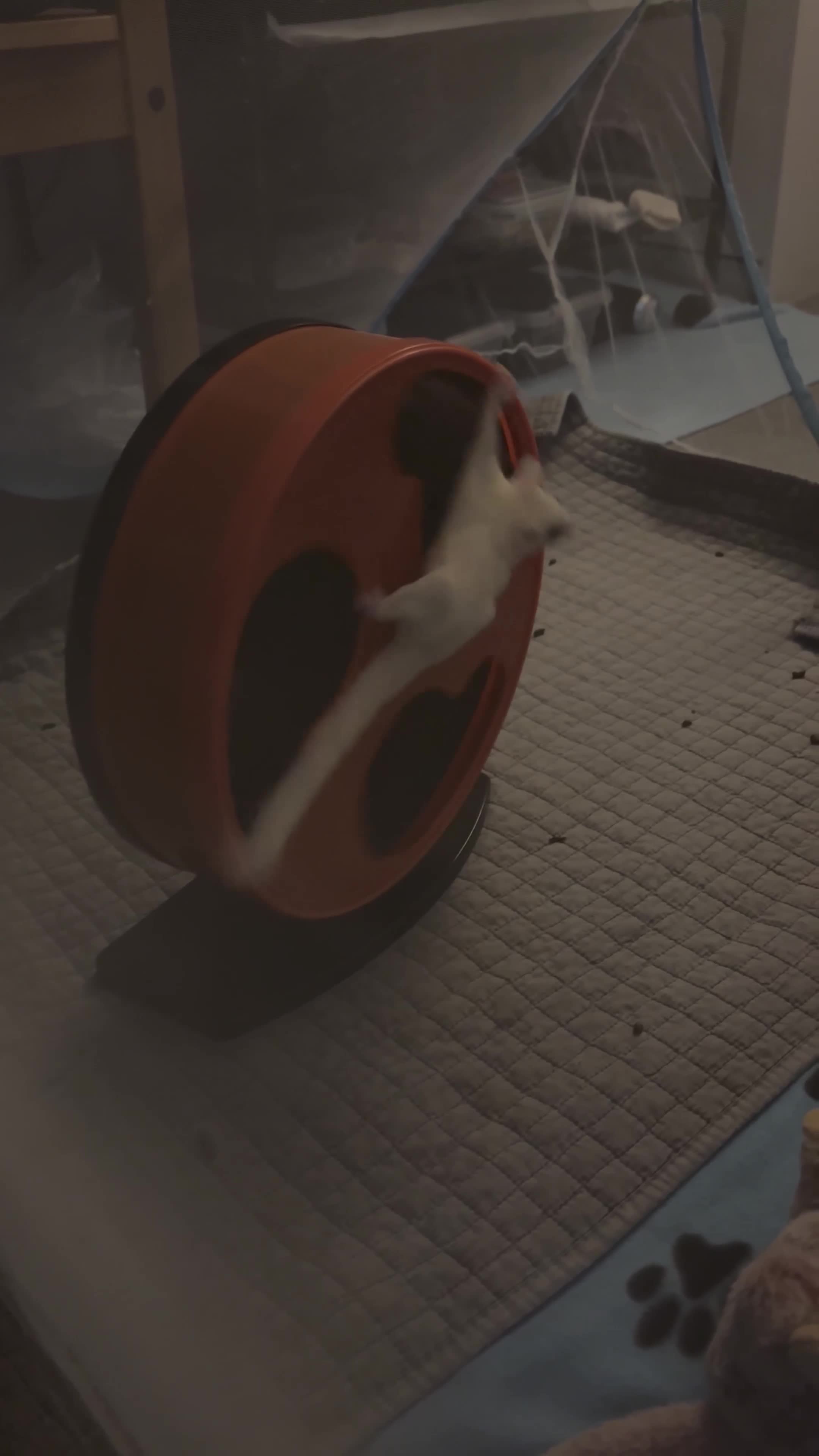 Sugar Glider rodents for sale: sugar gliders  x4 with everything  in Dartford - Video 4