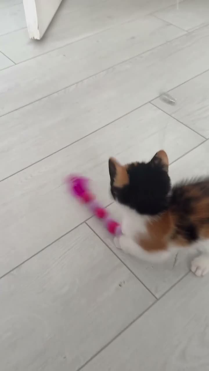 Mixed Breed cats for sale: Calico kitten  - Video 1