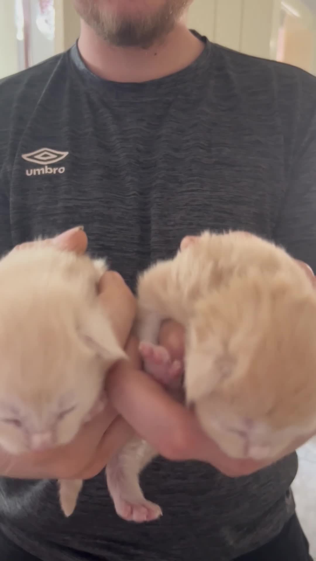 Maine Coon cats for sale: 😻😻 STUNNING CREAM MALE MAIN COONS 😻😻 - Video 1