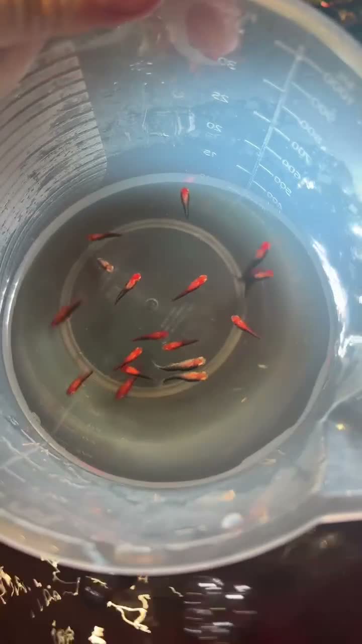 Swordtails fish for sale: Healthy Home-Bred Swordtail Juveniles in Stockport - Video 3