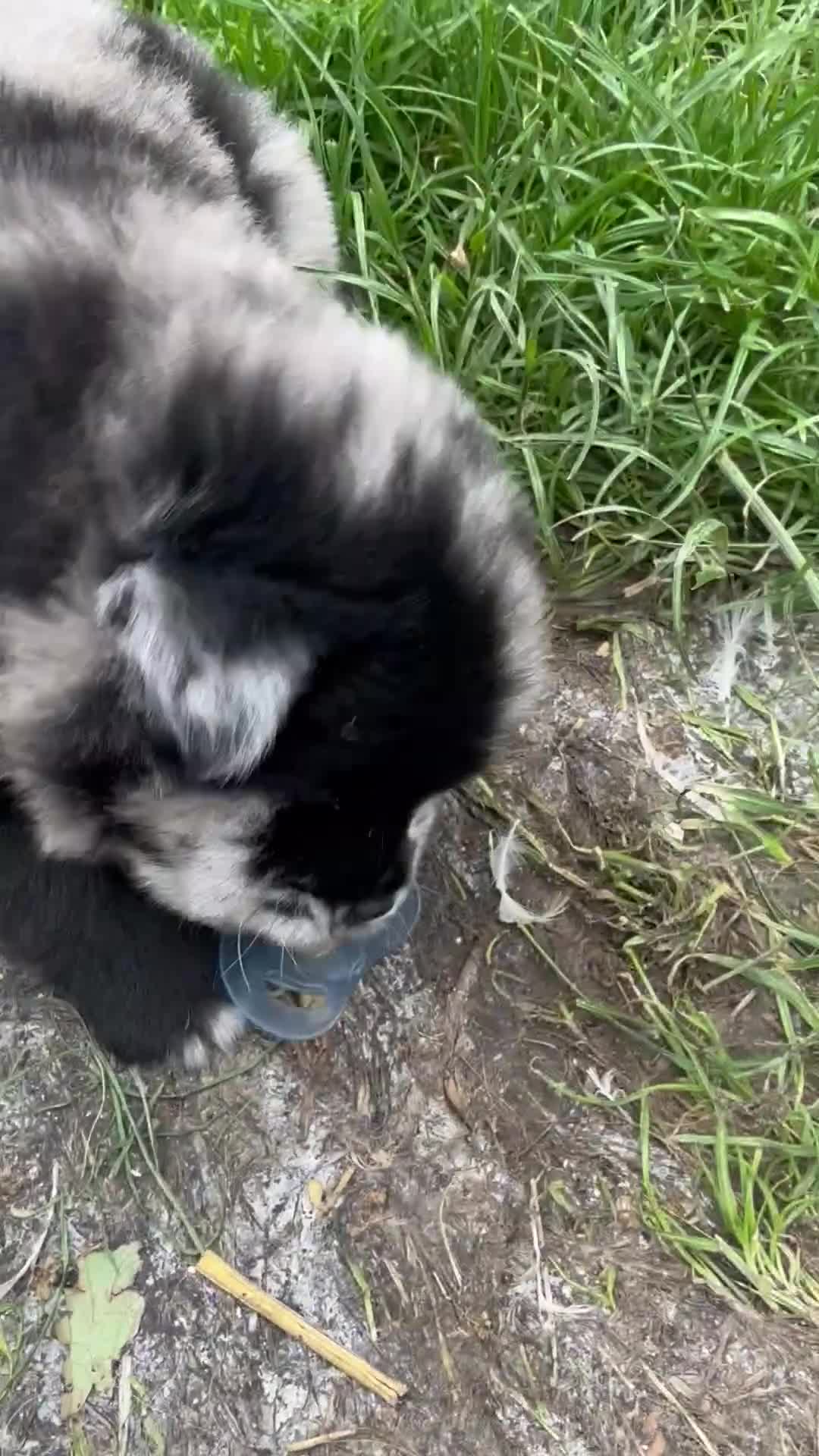 Chow Chow dogs for sale: 3 stunning female Merle & black chows for sale in Grays - Video 2