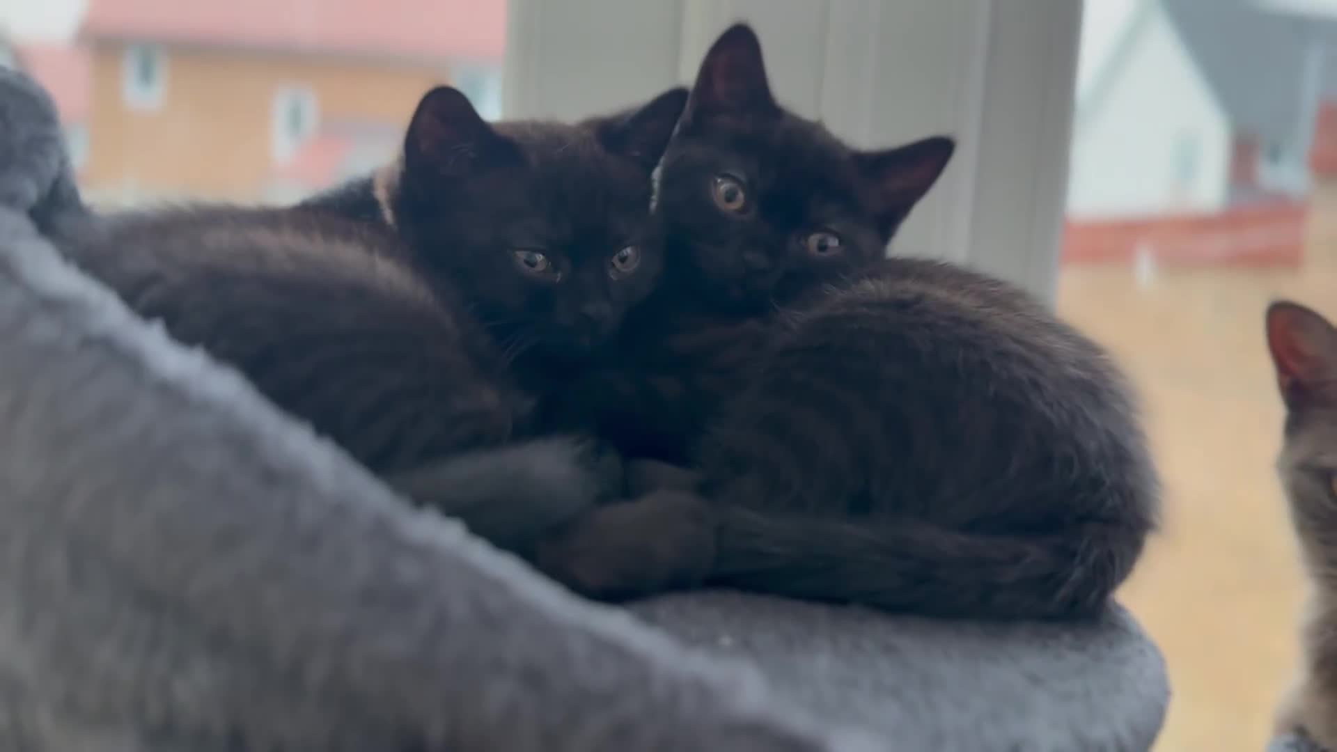 British Shorthair cats for sale: Full BSH kittens ready to leave now, 14 weeks old - Video 1