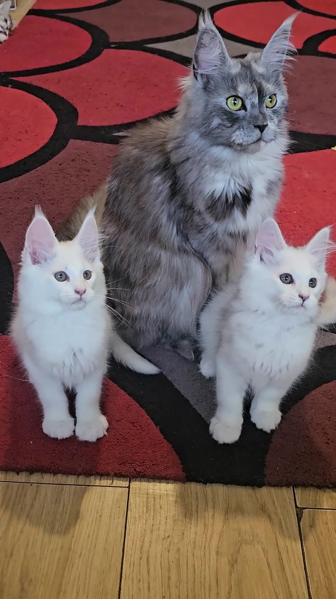 Maine Coon cats for sale: ACTIVE TICA Registered Shaded & Shaded lines - Video 1