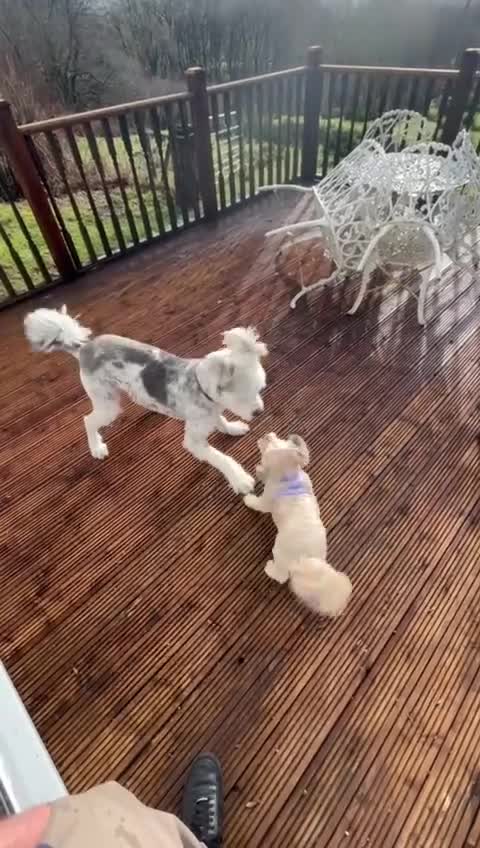 Mixed Breed dogs for adoption: Brian is looking for a home -Mioritic Shepherd  - Video 2