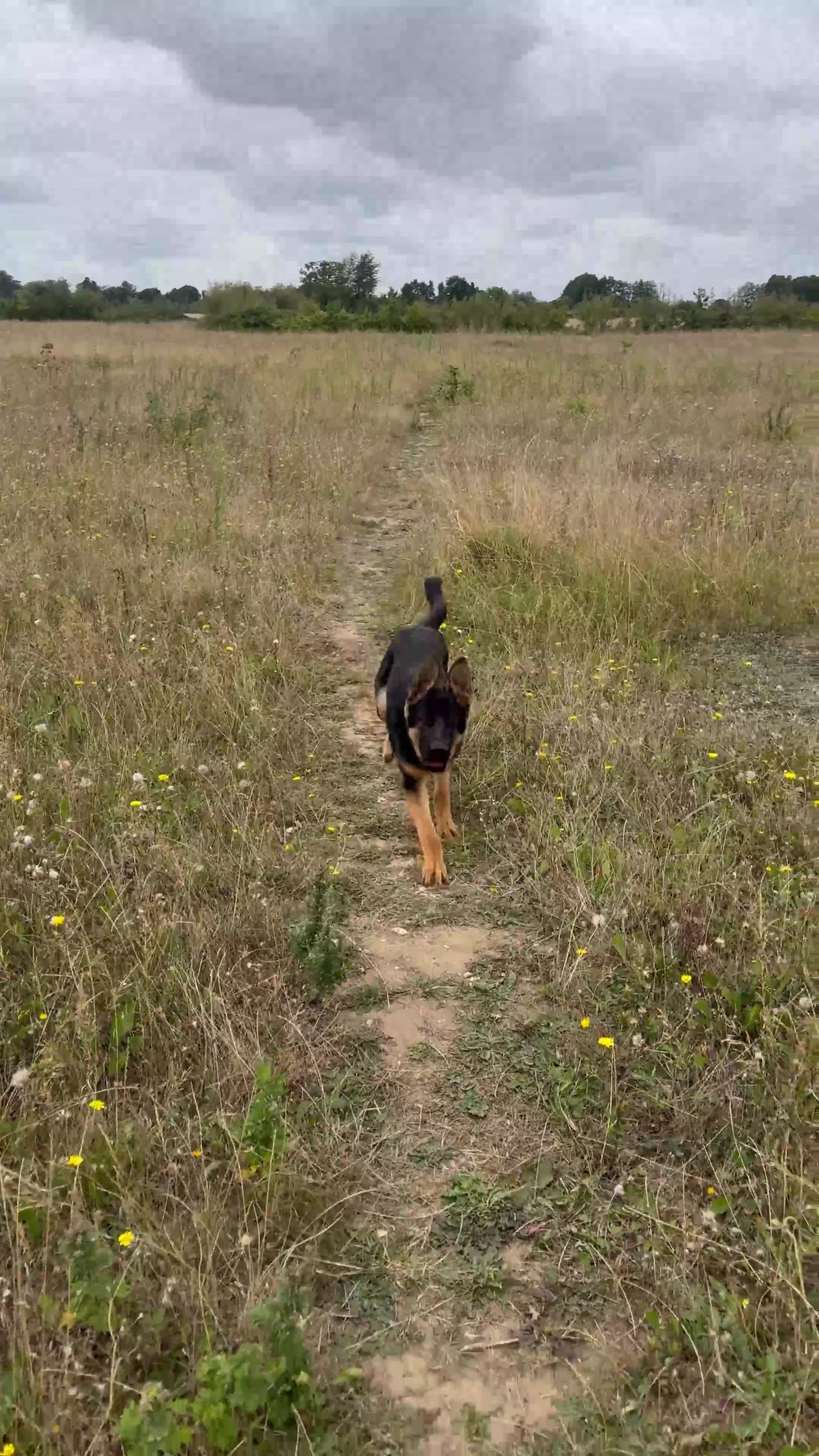 German Shepherd dogs for sale: 6 month old GSD pup  - Video 1