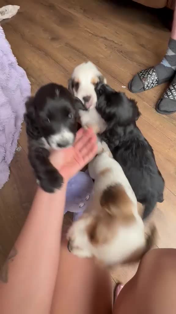 Sprocker dogs for sale: Gorgeous sprocker pups - Video 1