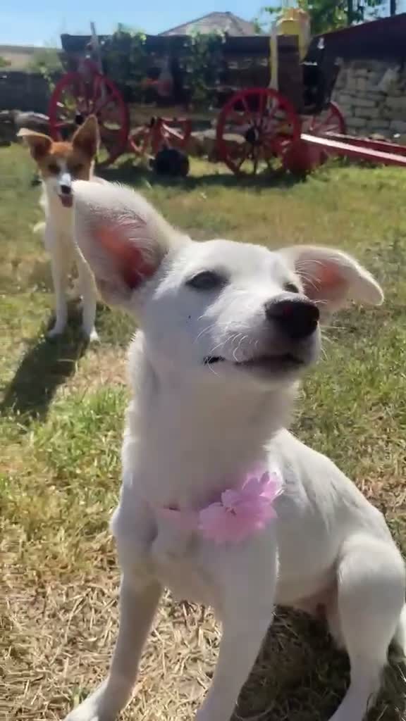 Mixed Breed dogs for adoption: Mirabel, 5 months approx. Available for adoption. - Video 3