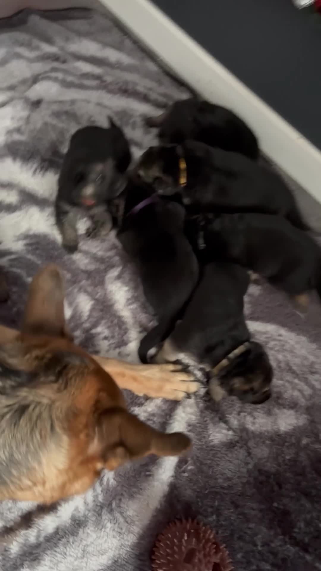 German Shepherd dogs for sale: Beautiful German Shepard puppies  - Video 1