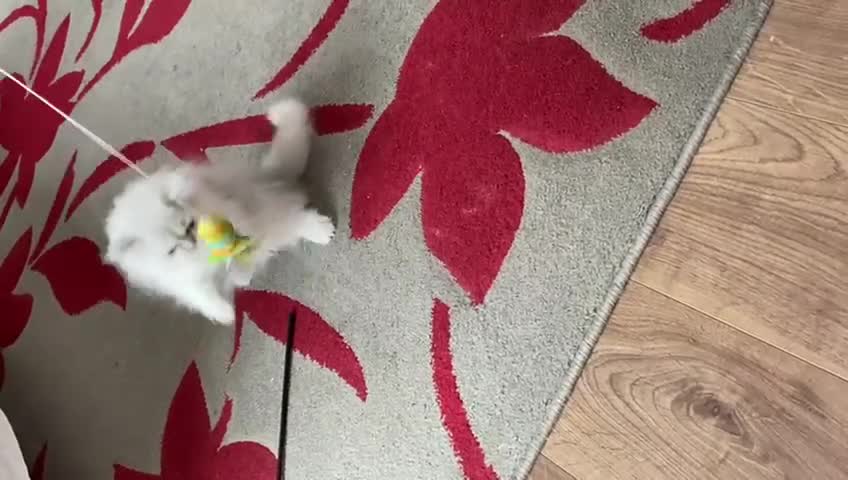 Persian cats for sale: Female  Persian Chinchilla kittens - Video 2