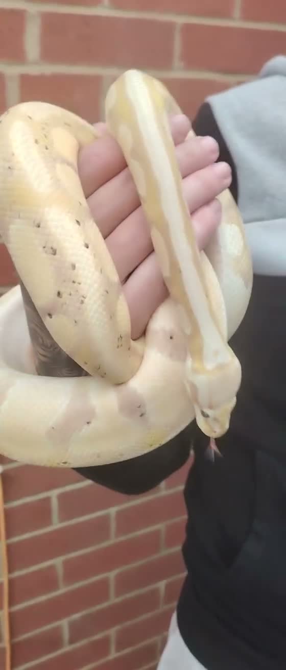 Python Snake reptiles for sale: Gorgeous male and female ball python  - Video 2