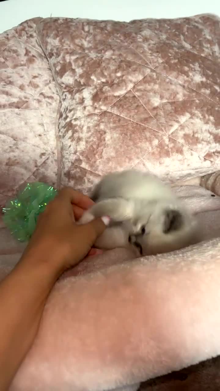 Ragdoll cats for sale: 🌸pedigree Ragdoll babies, reduced🌸 - Video 1