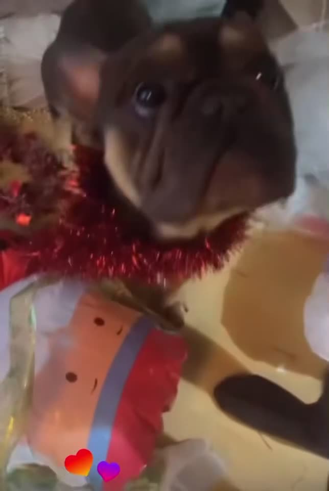 French Bulldog dogs for sale: 5 year old prince  - Video 1