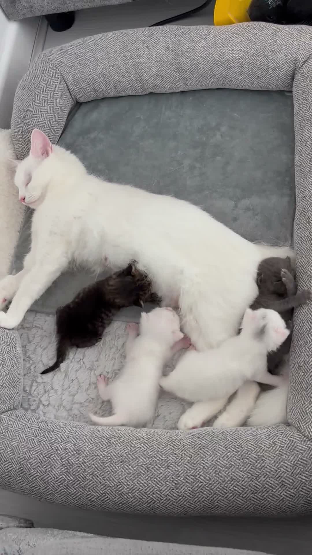 Mixed Breed cats for sale: Pure white male Turkish Angora/Domestic Short Hair - Video 5