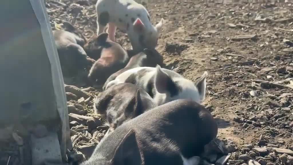 Pig livestock for sale: 🩷Do you have room in your heart for a mini pig🩷 - Video 4
