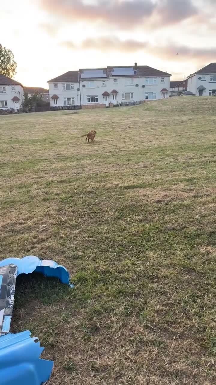 Cocker Spaniel dogs for sale: *FREE* - Video 1