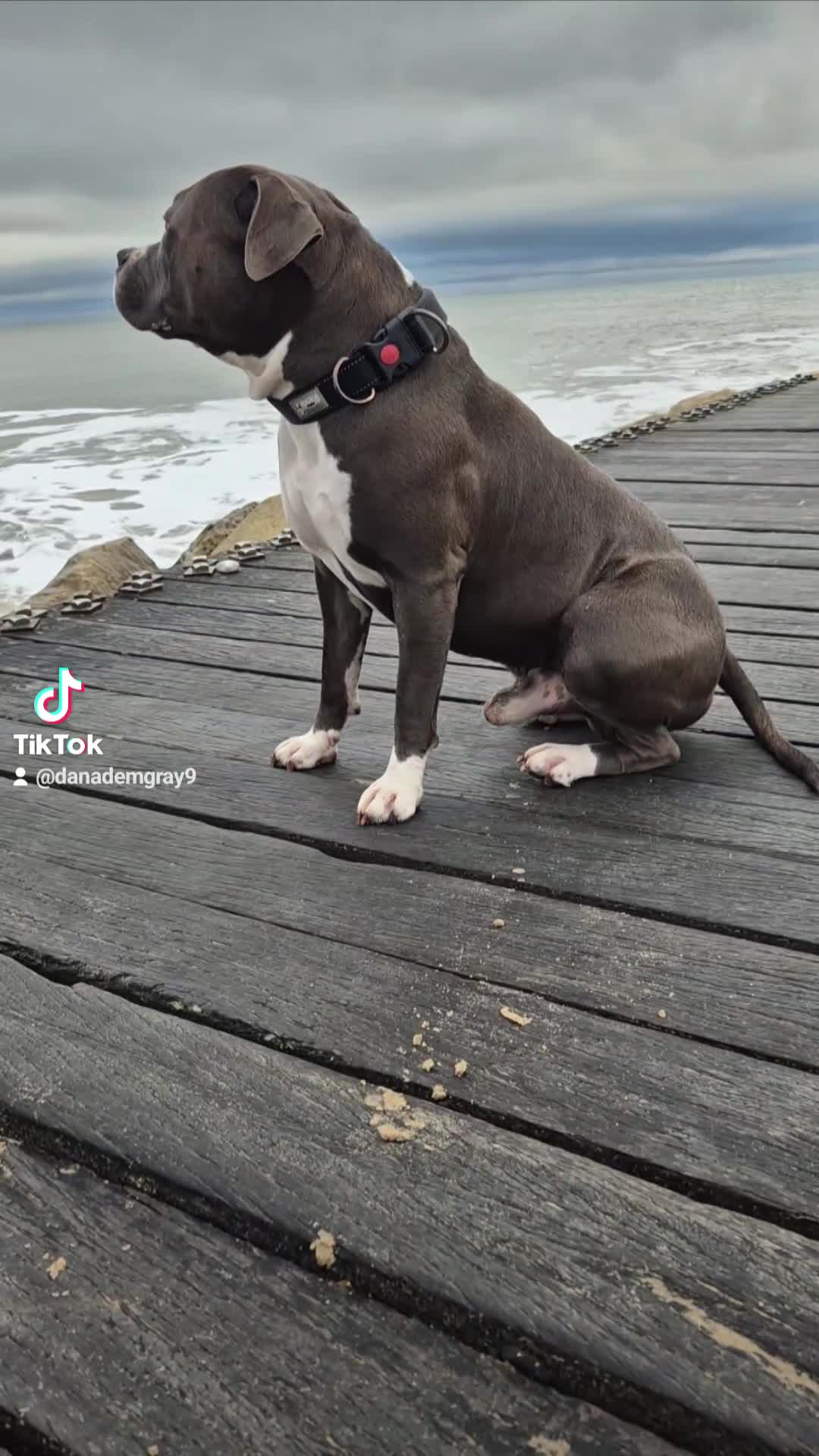 American Bull Staffy dogs for stud: AMSTAFF MALE AVAILABLE FOR STUD - Video 3