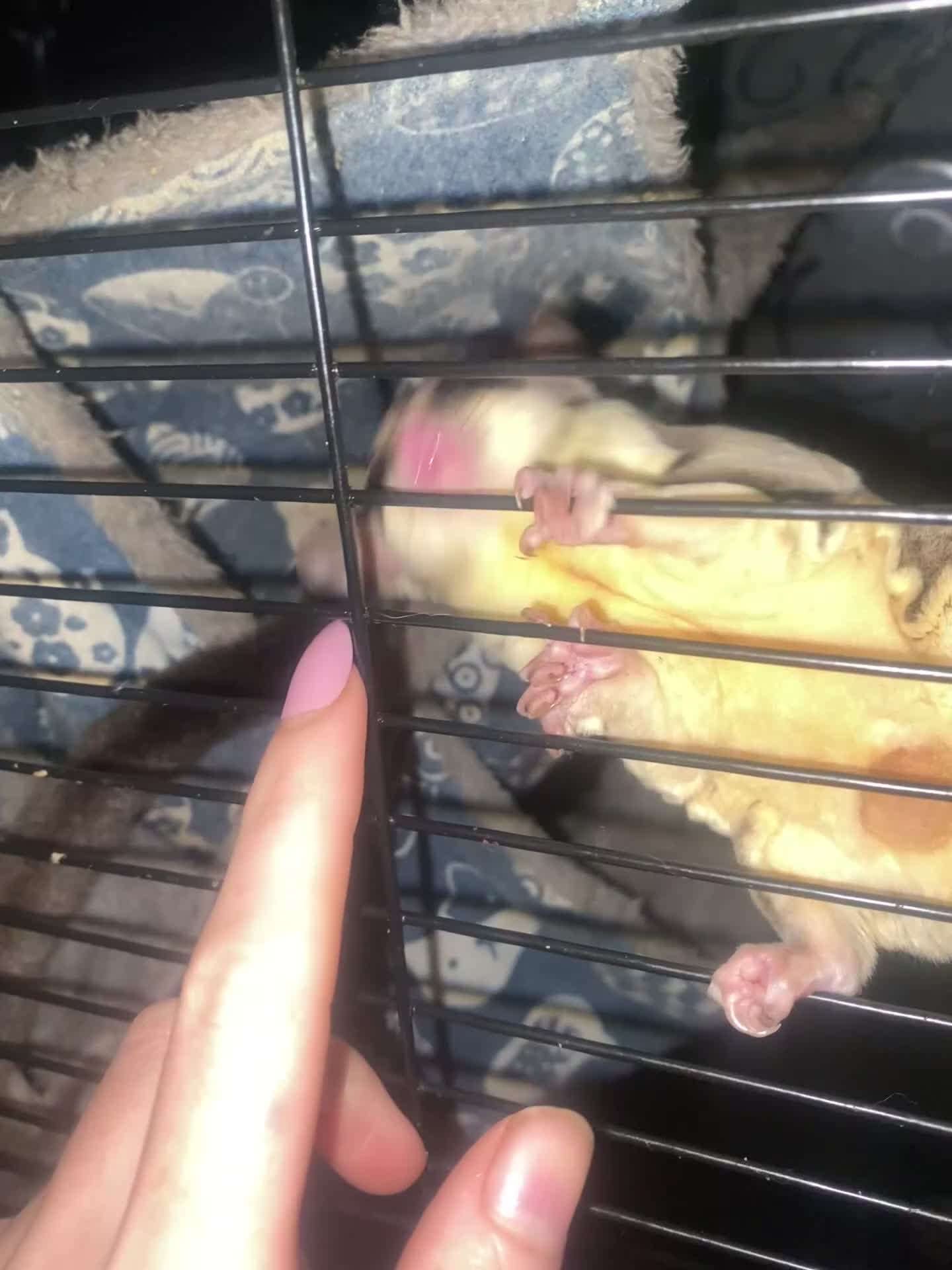 Sugar Glider rodents for sale: Unralater breeding pair  - Video 1