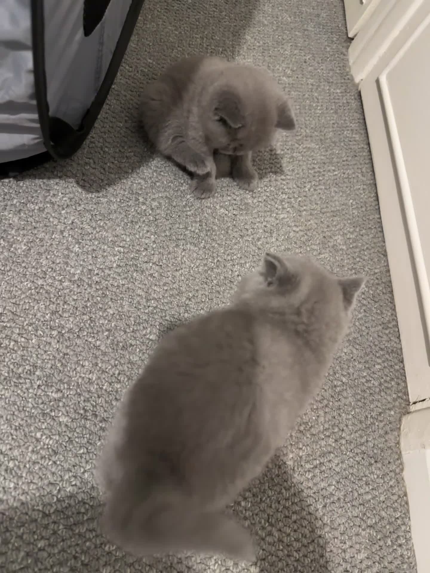 British Shorthair cats for sale: 3 British Shorthair Boys   - Video 3