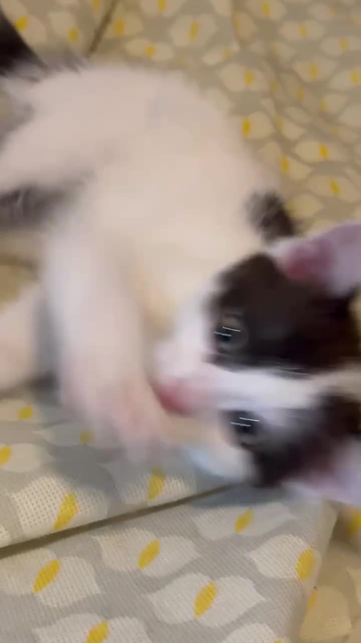 Mixed Breed cats for sale: Adorable kittens looking for loving homes - Video 4
