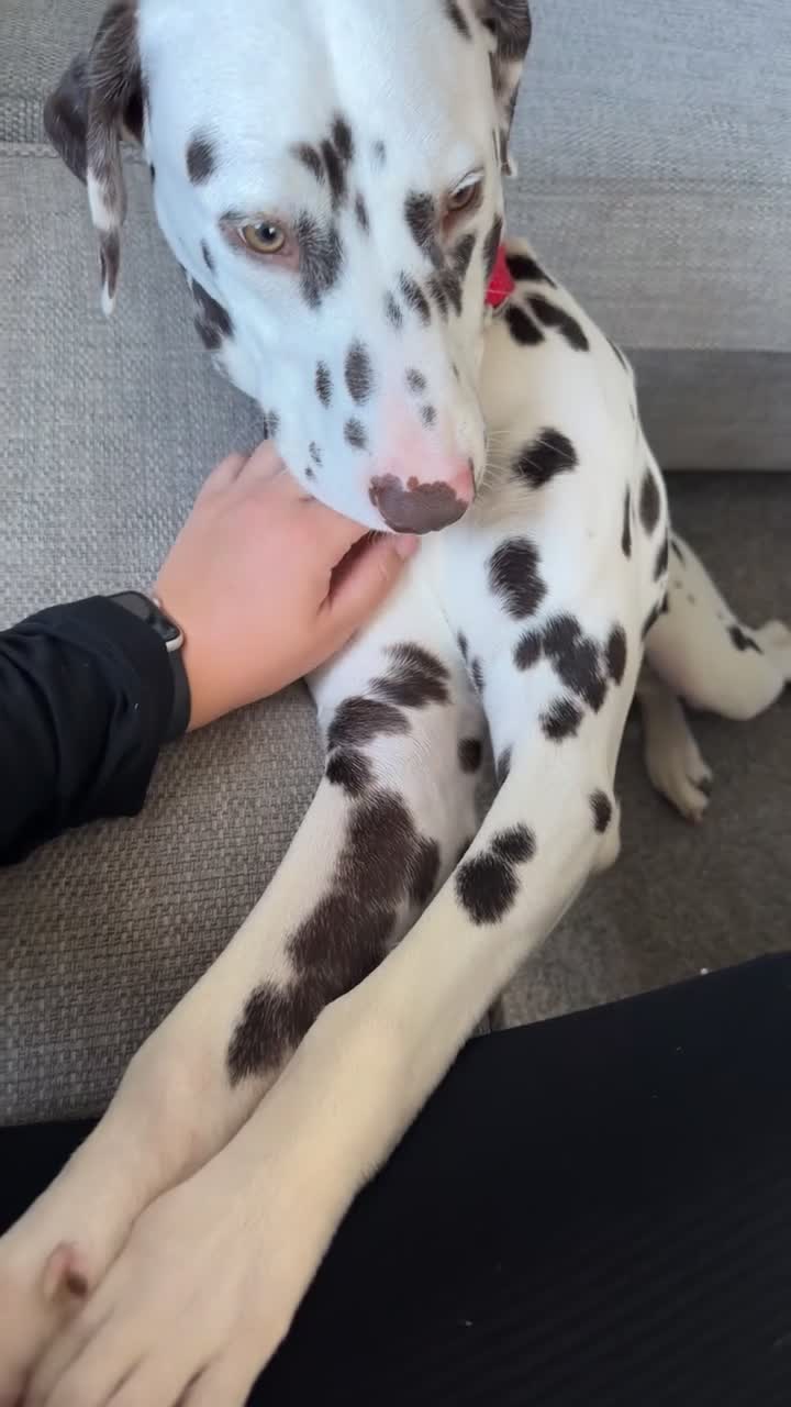 Dalmatian dogs for sale: Dalmatian male in Dundee - Video 1