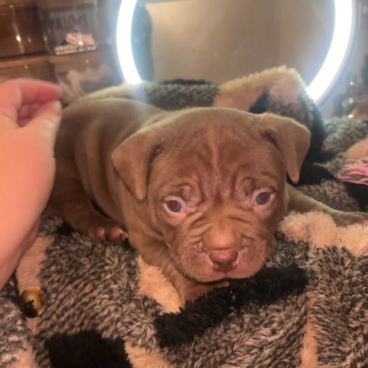 American Bully dogs for sale: Pocket bully pups ready too leave 11th dec - Video 2