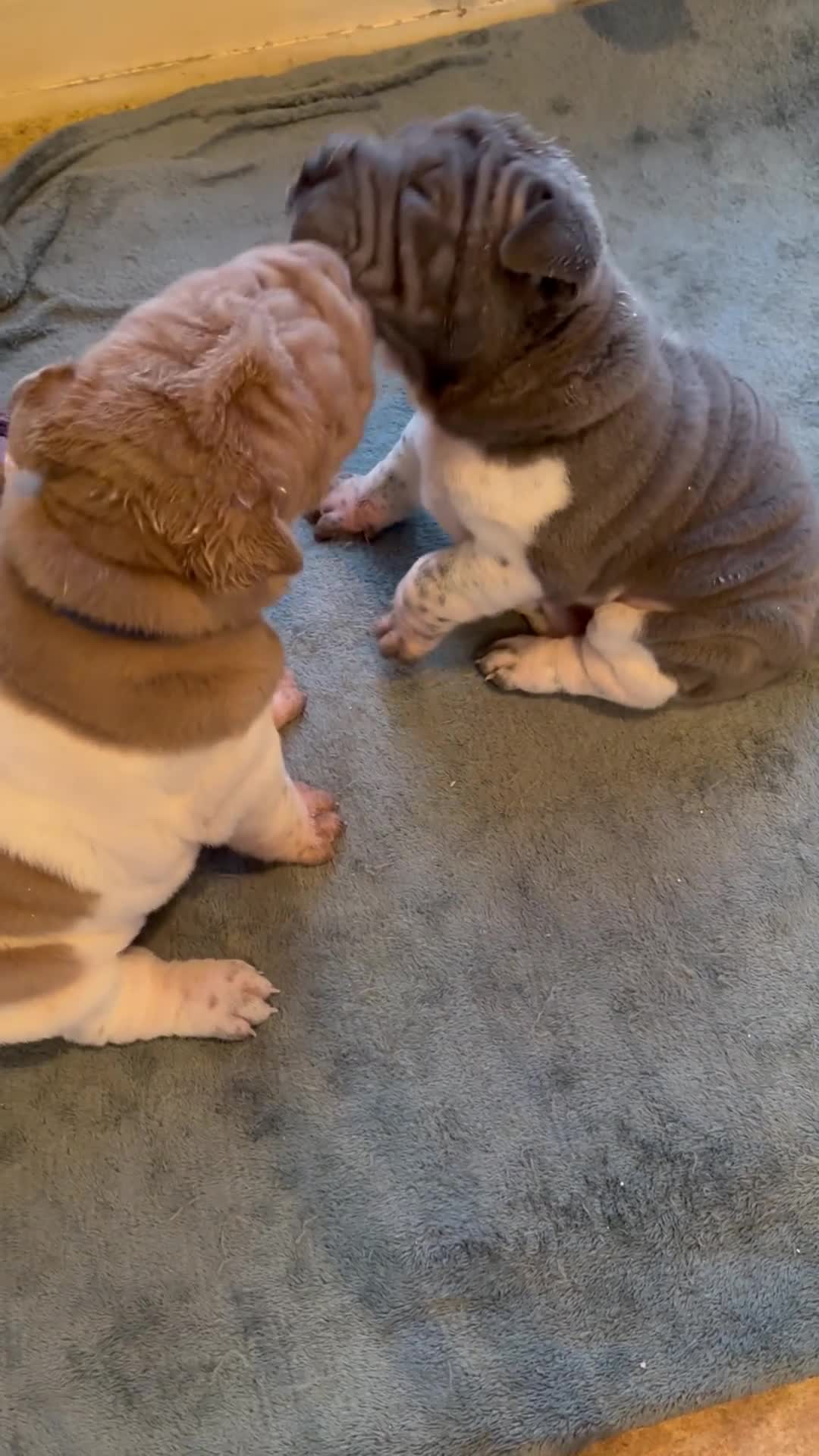 Shar Pei dogs for sale: Stunning rare Shar-Pei puppies  - Video 3