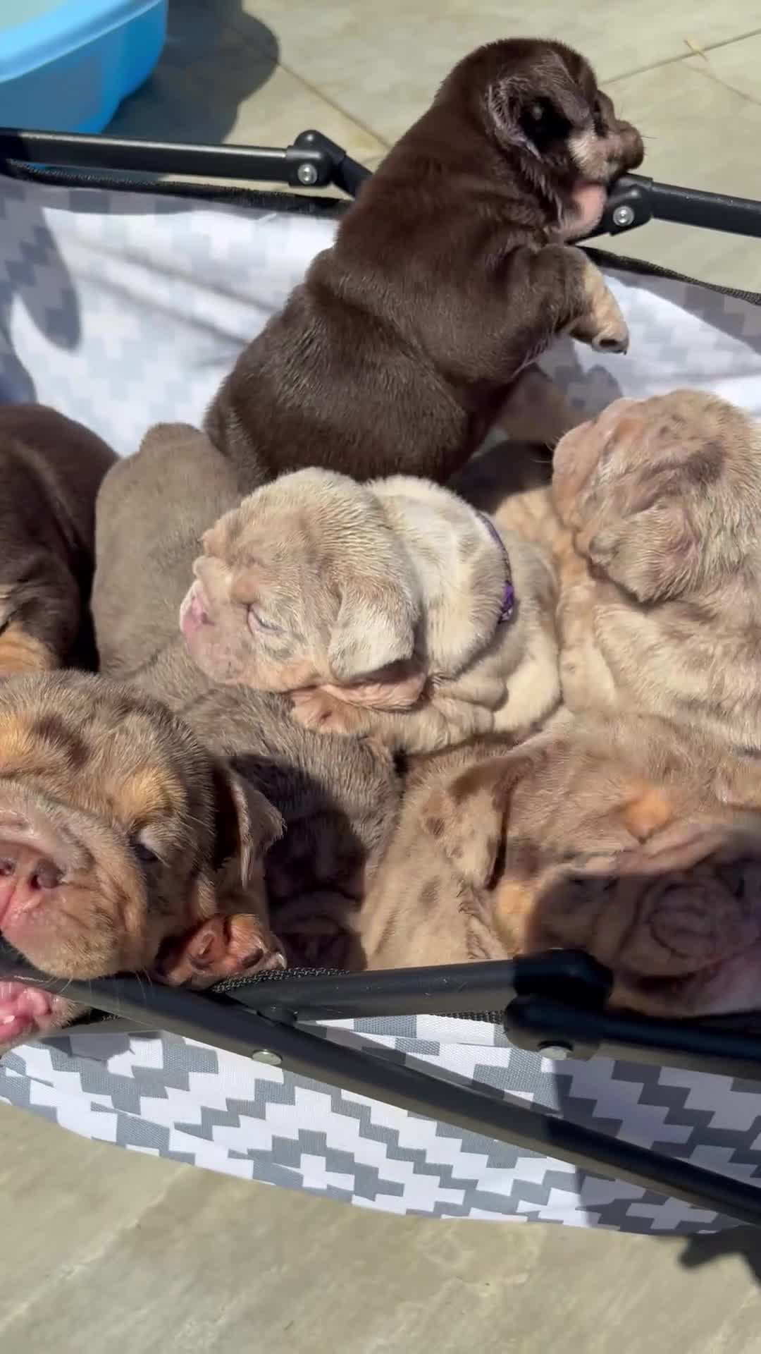 English Bulldog dogs for sale: English Bulldog Puppies - Video 1