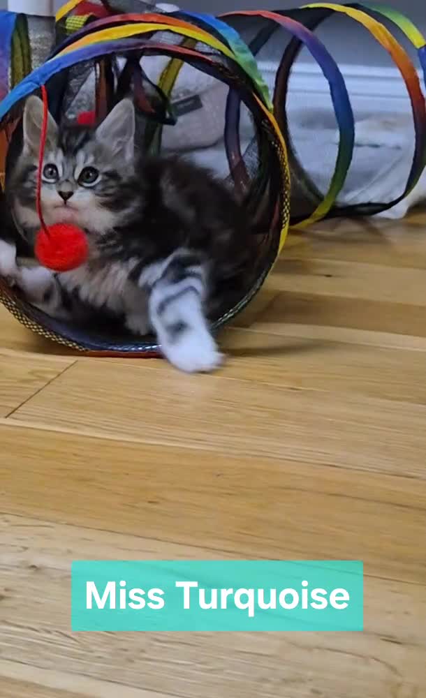 Maine Coon cats for sale: 🎀 Outstanding GCCF Pedigree Maine Coon Kittens 🎄 - Video 2