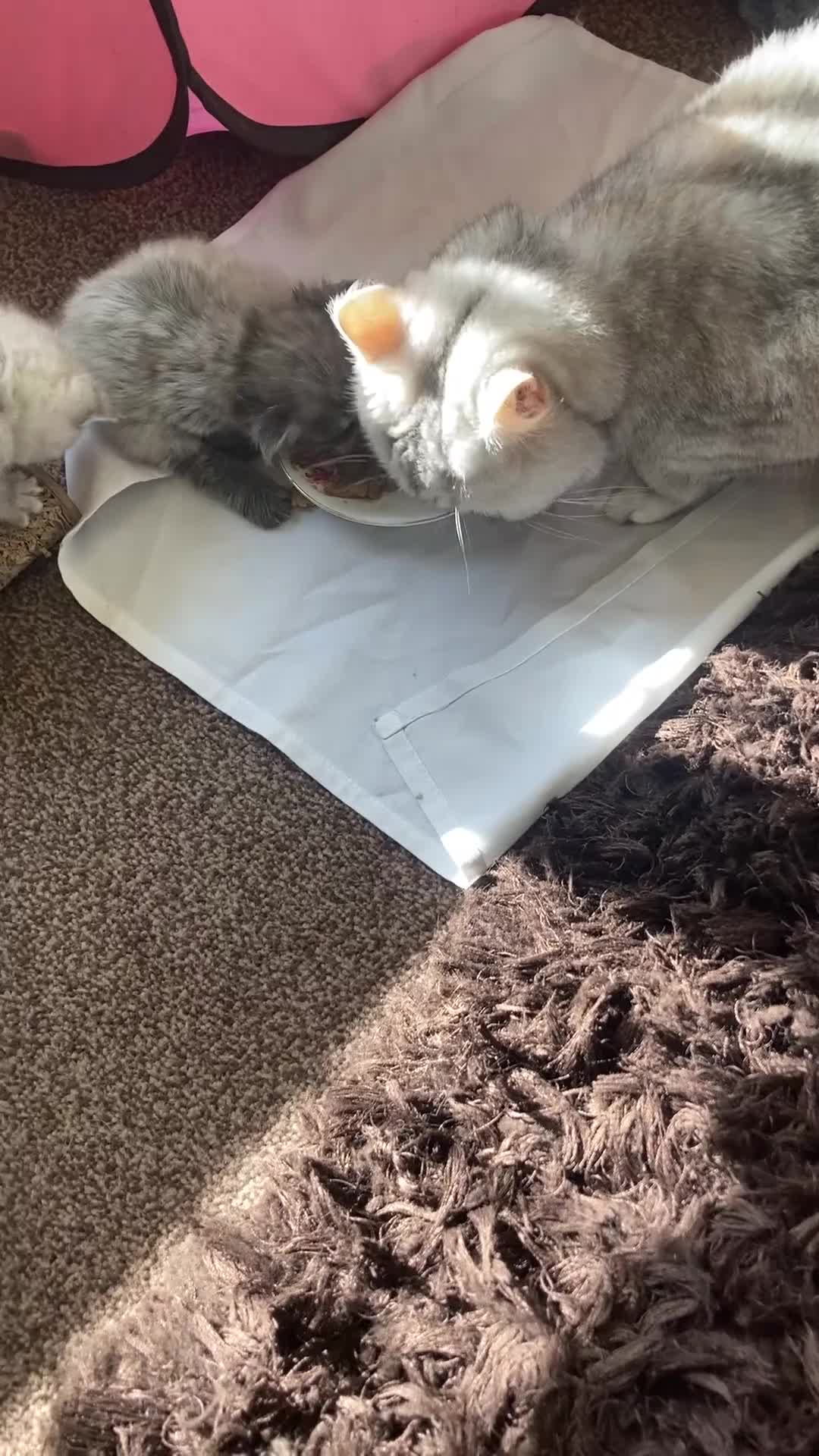 Mixed Breed cats for sale: Exotic person cross,   polish pedigree mane coin in Pontefract - Video 1