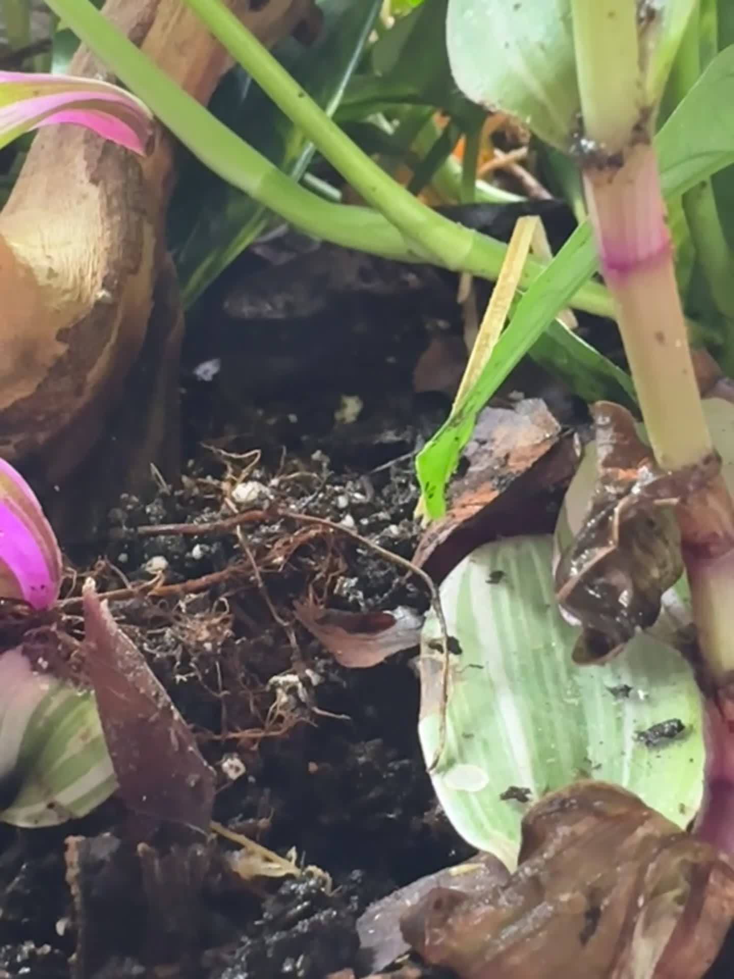 Skink reptiles for sale: Smooth Scaled Water Skinks - Video 2