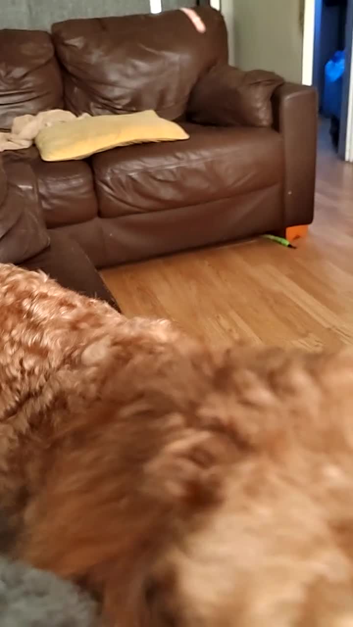 Toy Poodle dogs for stud: Full health tested stud in Blackburn - Video 1