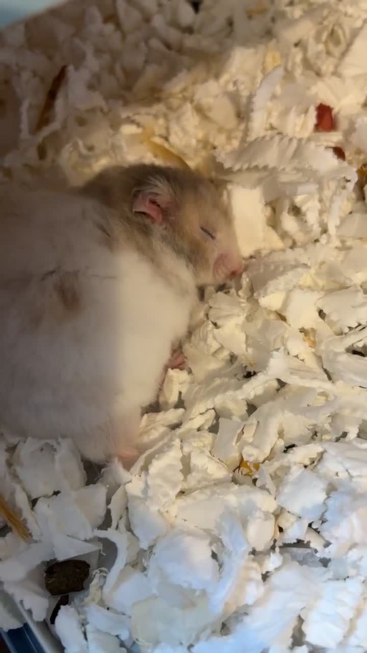 Hamster rodents for sale: Syrian hamster  in Bath - Video 1
