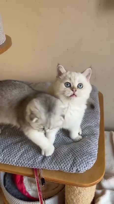 Scottish Fold cats for sale: Male Scottish straight kitten  - Video 1