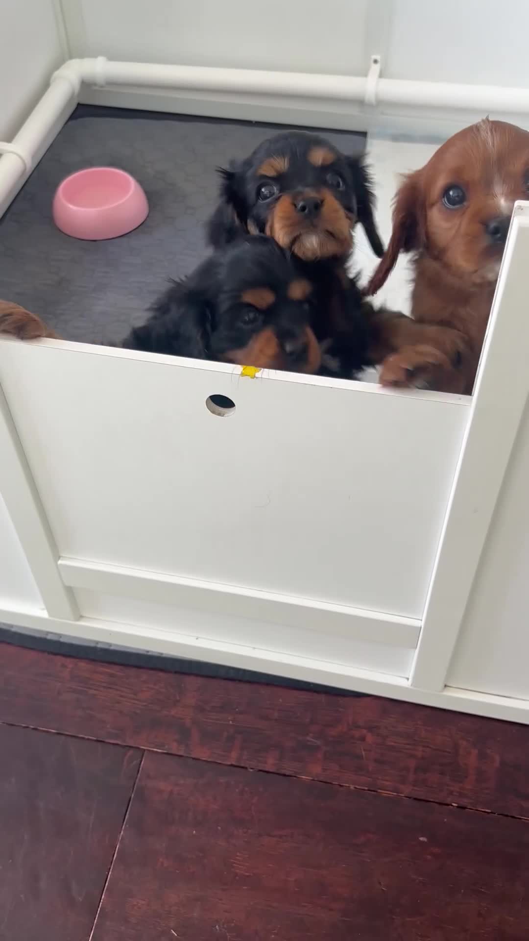 Cavalier King Charles Spaniel dogs for sale: Absolutely Beautiful King Charles Cavaliers  in Chessington - Video 1