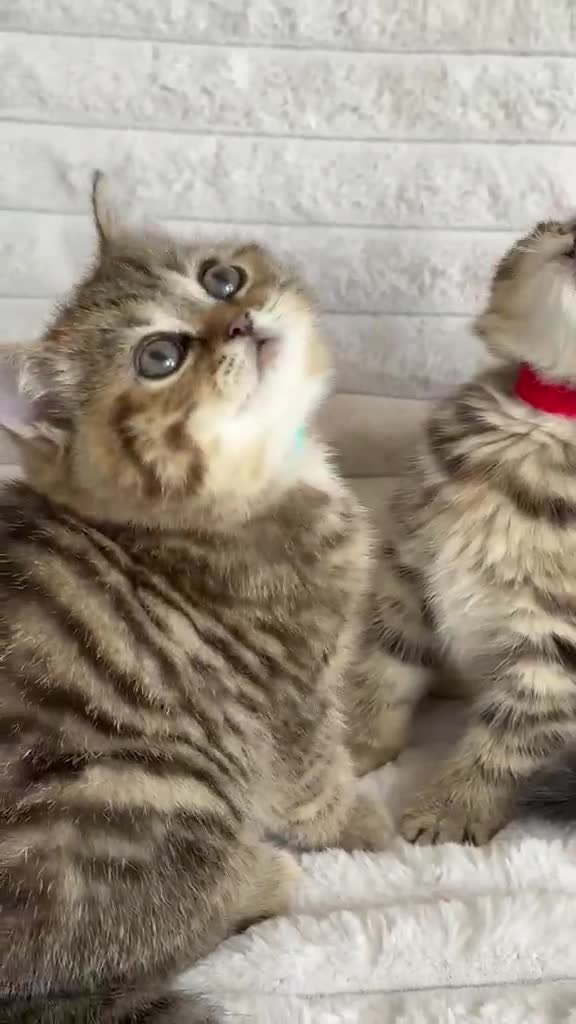 British Shorthair cats for sale: 😻Beautiful British Shorthair Kittens 🐈‍⬛ 🩷💙 - Video 2