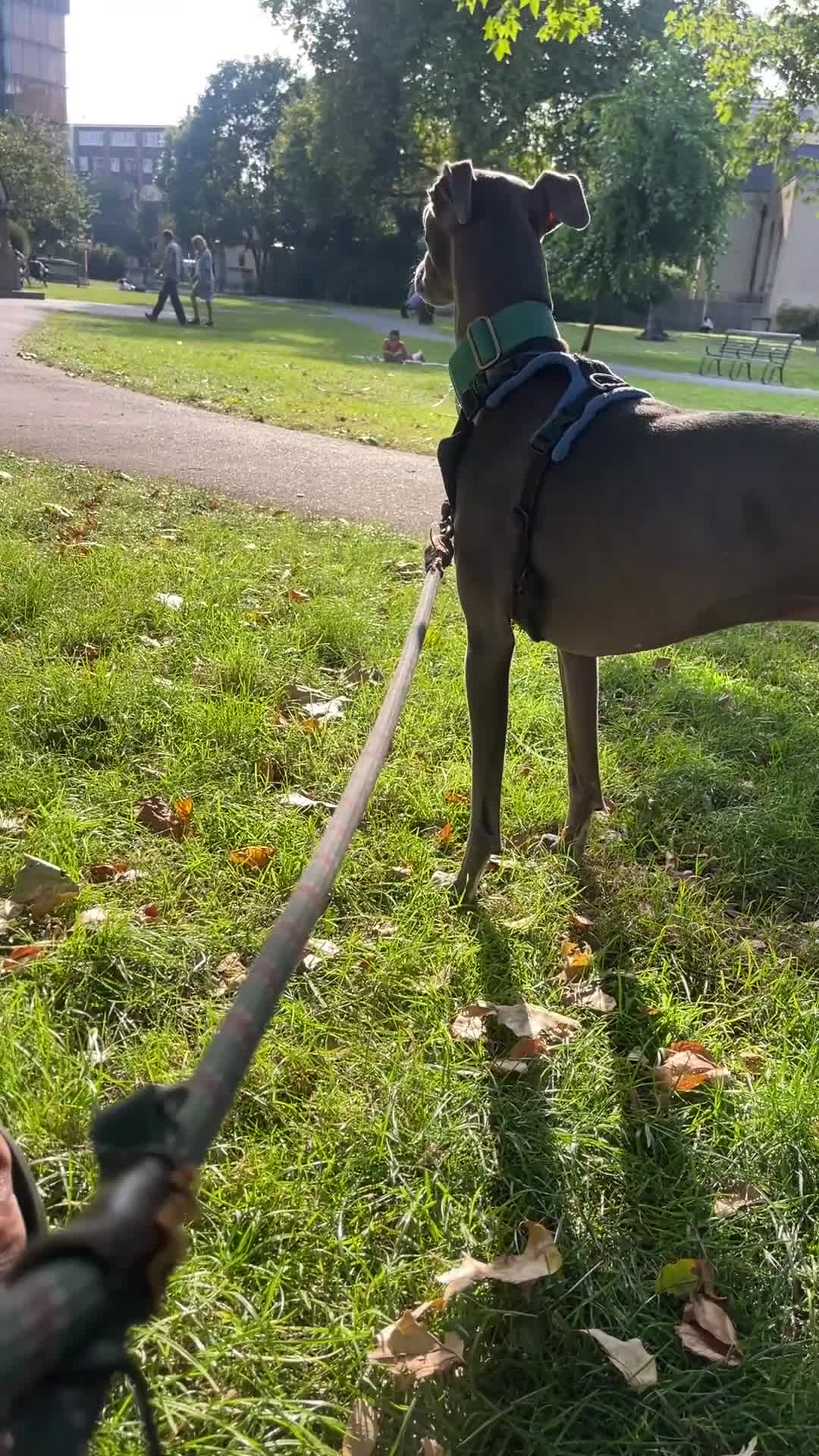 Mixed Breed dogs for sale: 4 year old male whippet/italian greyhound  - Video 2