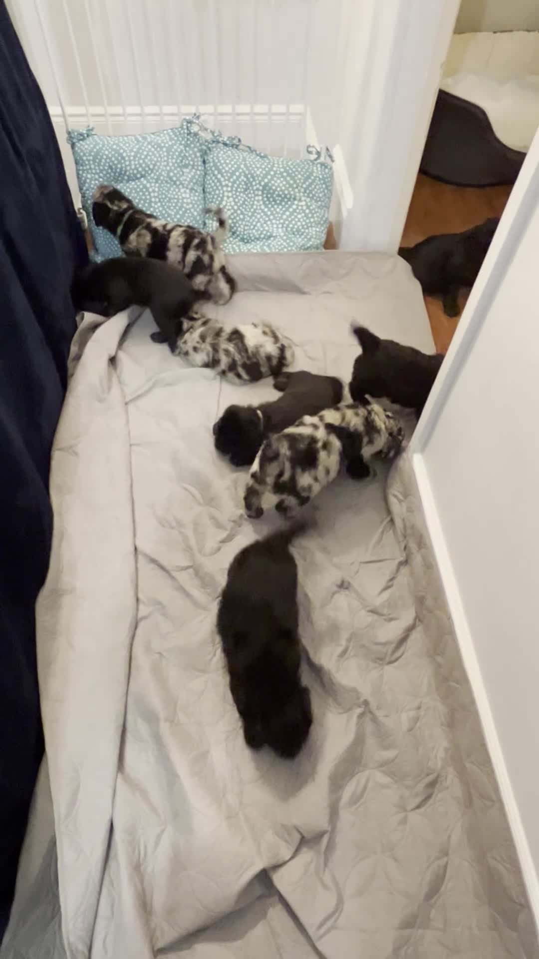 Labradoodle dogs for sale: Adorable Home-Raised F2B Labradoodle Puppies - Video 2