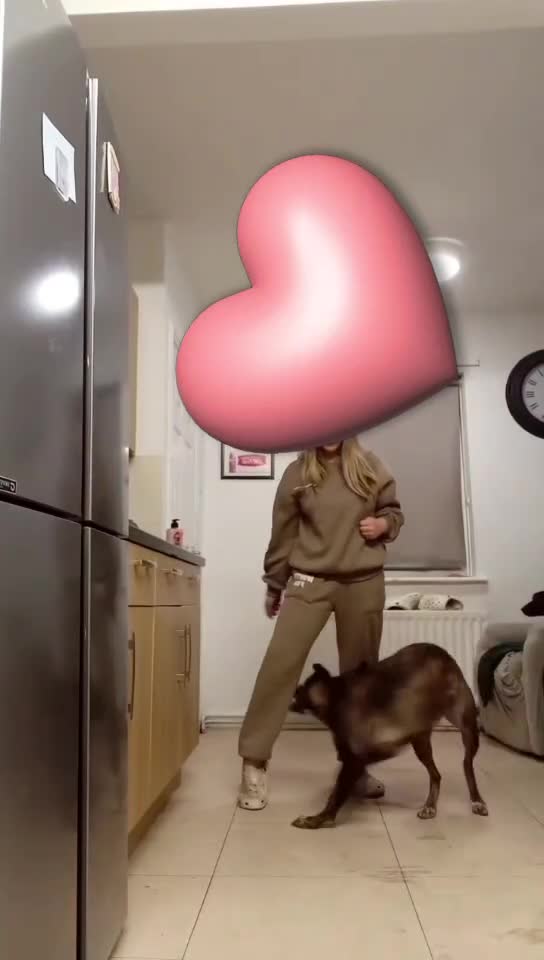 Mixed Breed dogs for sale: Rehoming Daisy - Video 1