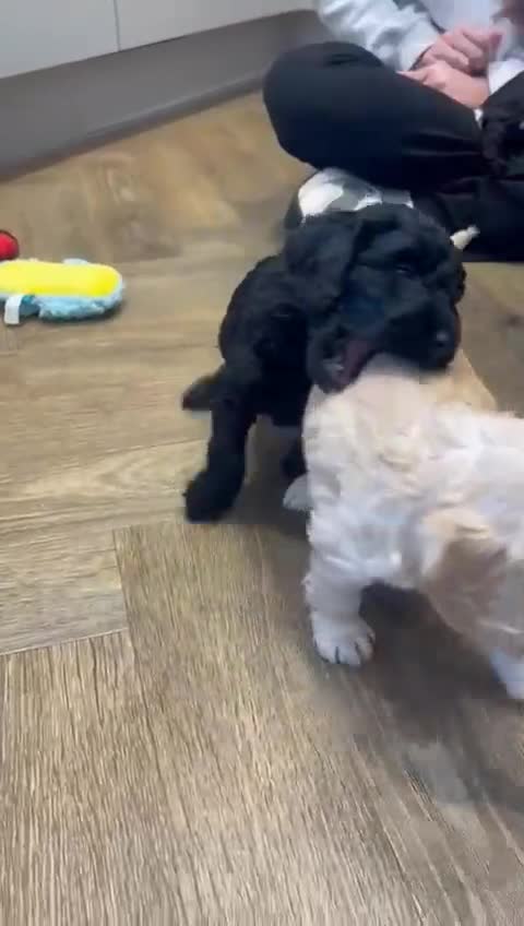 Cockapoo dogs for sale: Top quality cockapoo puppies DNA tested parents  - Video 2