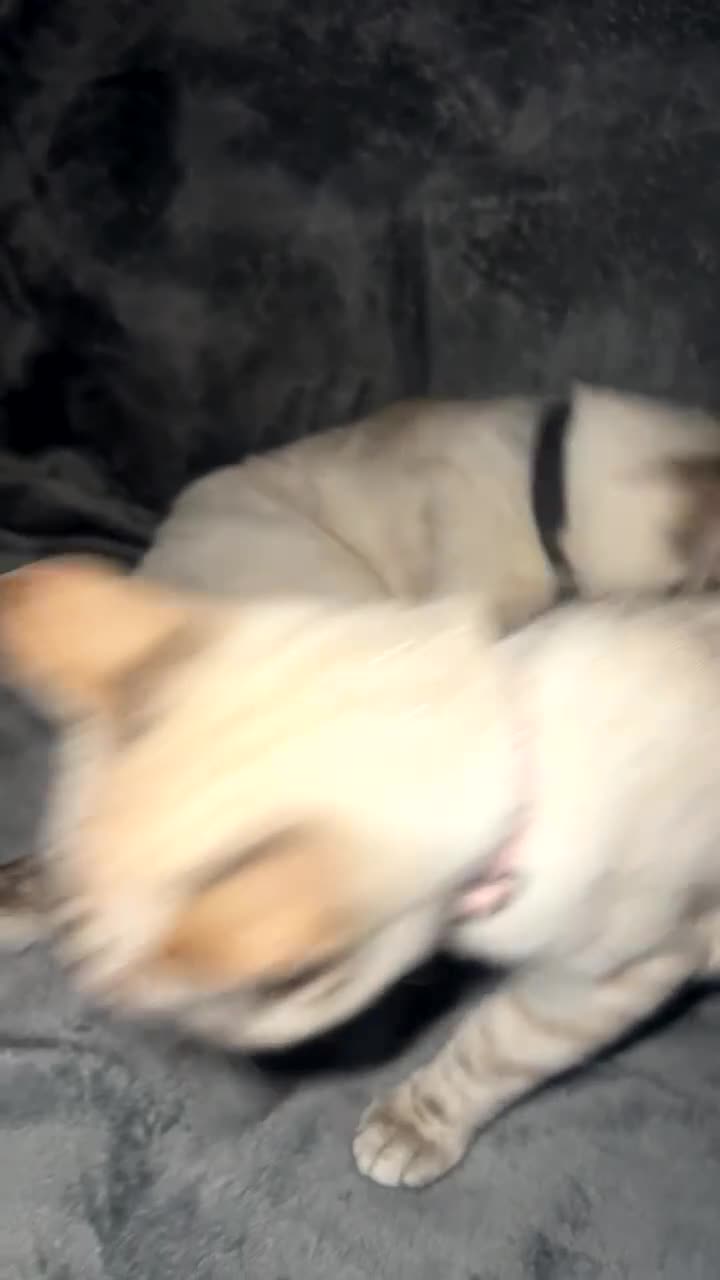 Ragdoll cats for sale: 2 ragdoll x bengal kittens  - Video 2