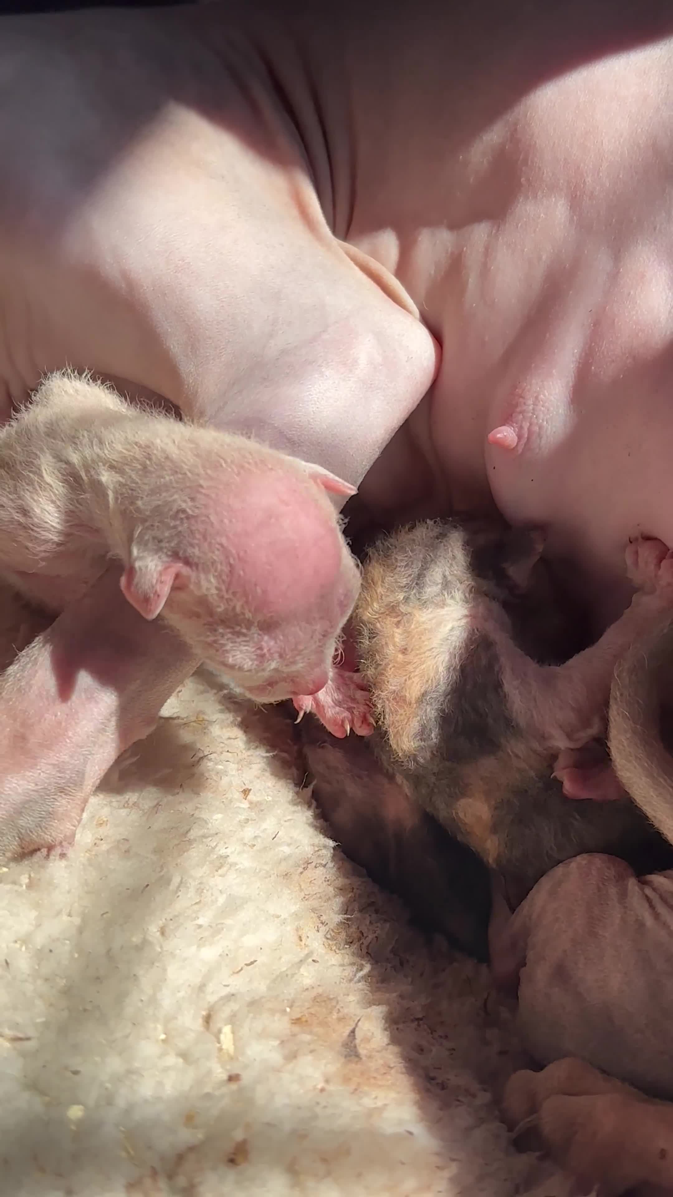 Sphynx cats for sale: Boy and girl syphnx  - Video 1