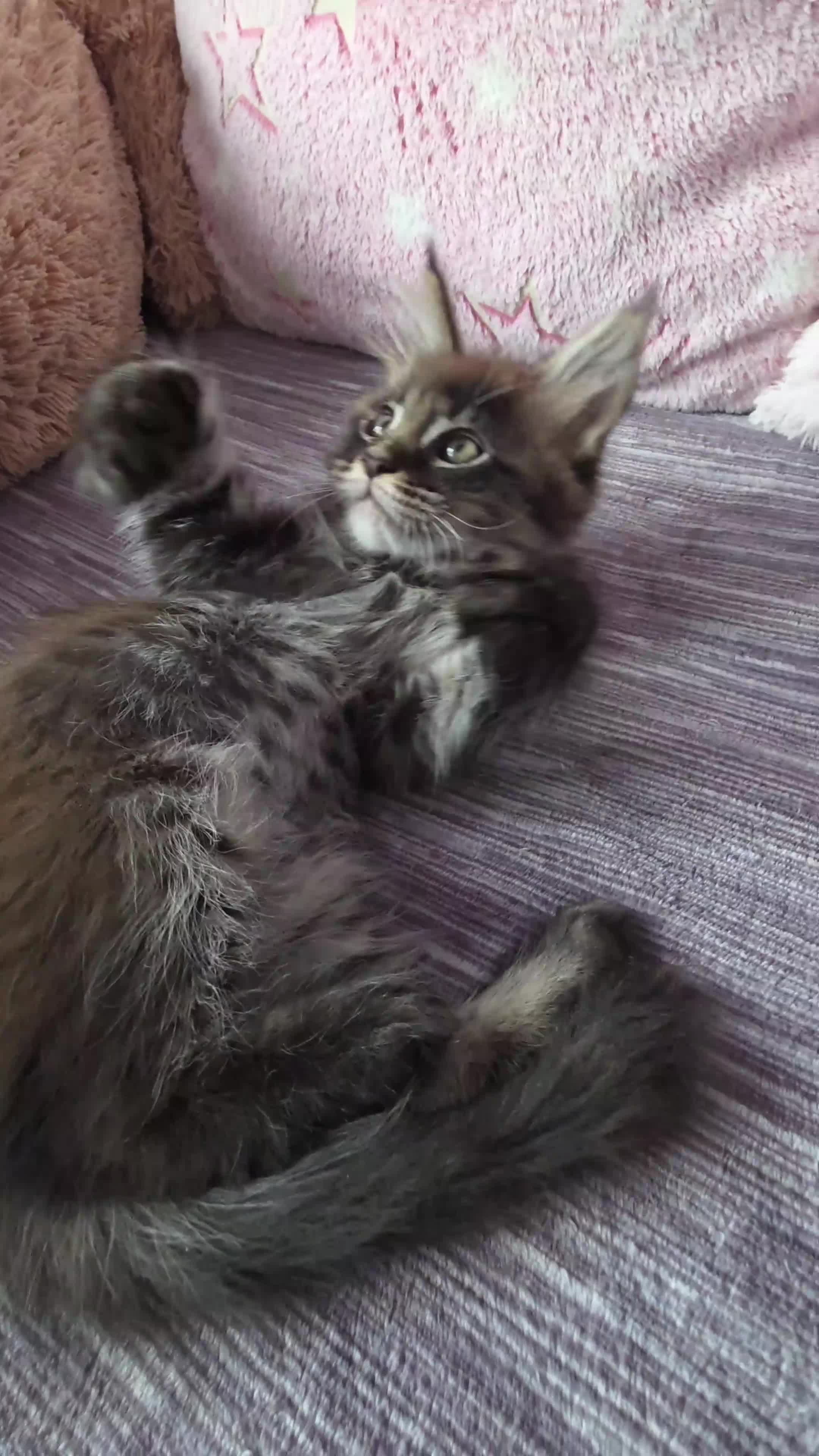 Maine Coon cats for sale: PURE BREED MAINE COONS KITTENS  - Video 1