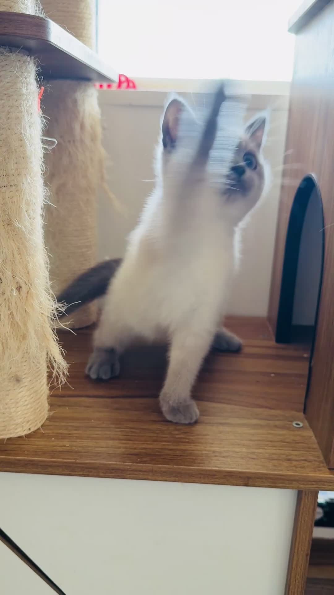 British Shorthair cats for sale: GCCF registered beautiful BSH kittens  - Video 2