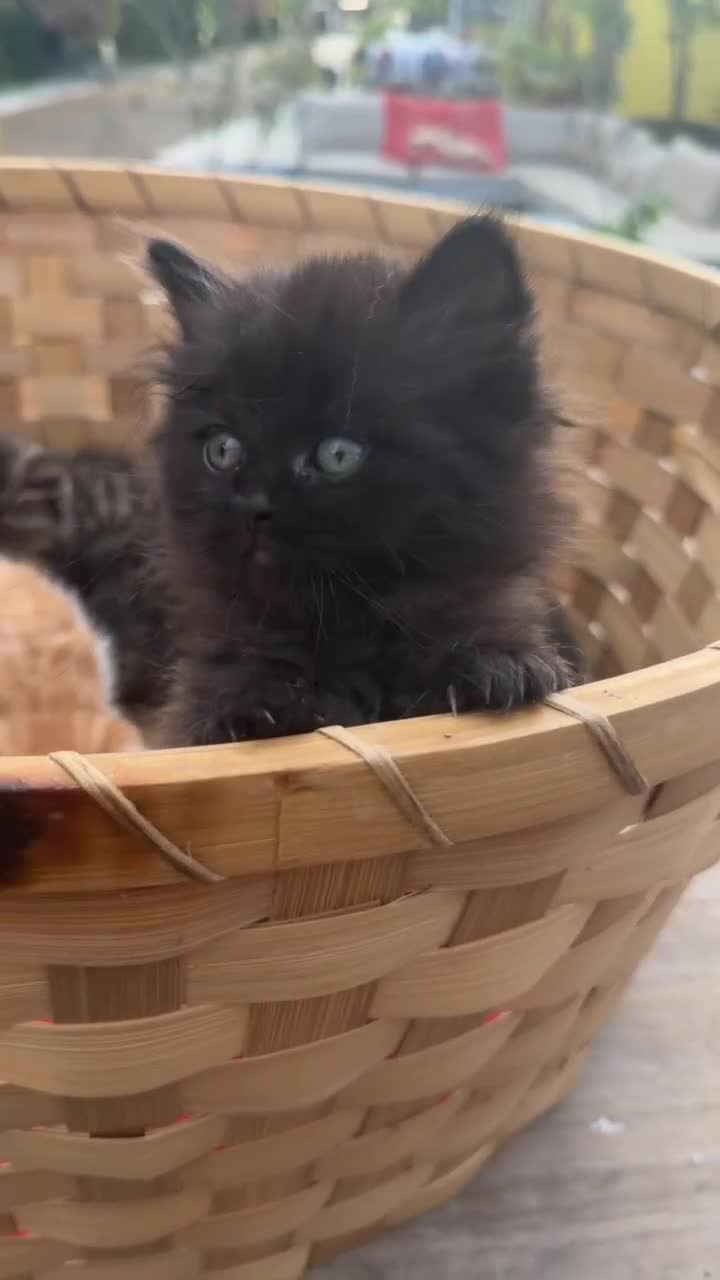 British Shorthair cats for sale: Stunning British Shorthair Kittens Ready Now! - Video 5