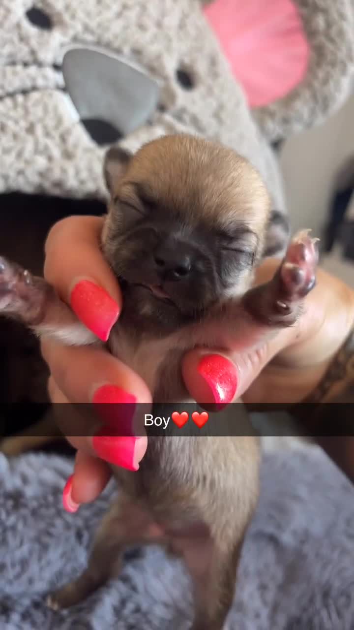 Chihuahua dogs for sale: Beautiful apple head puppies  - Video 4